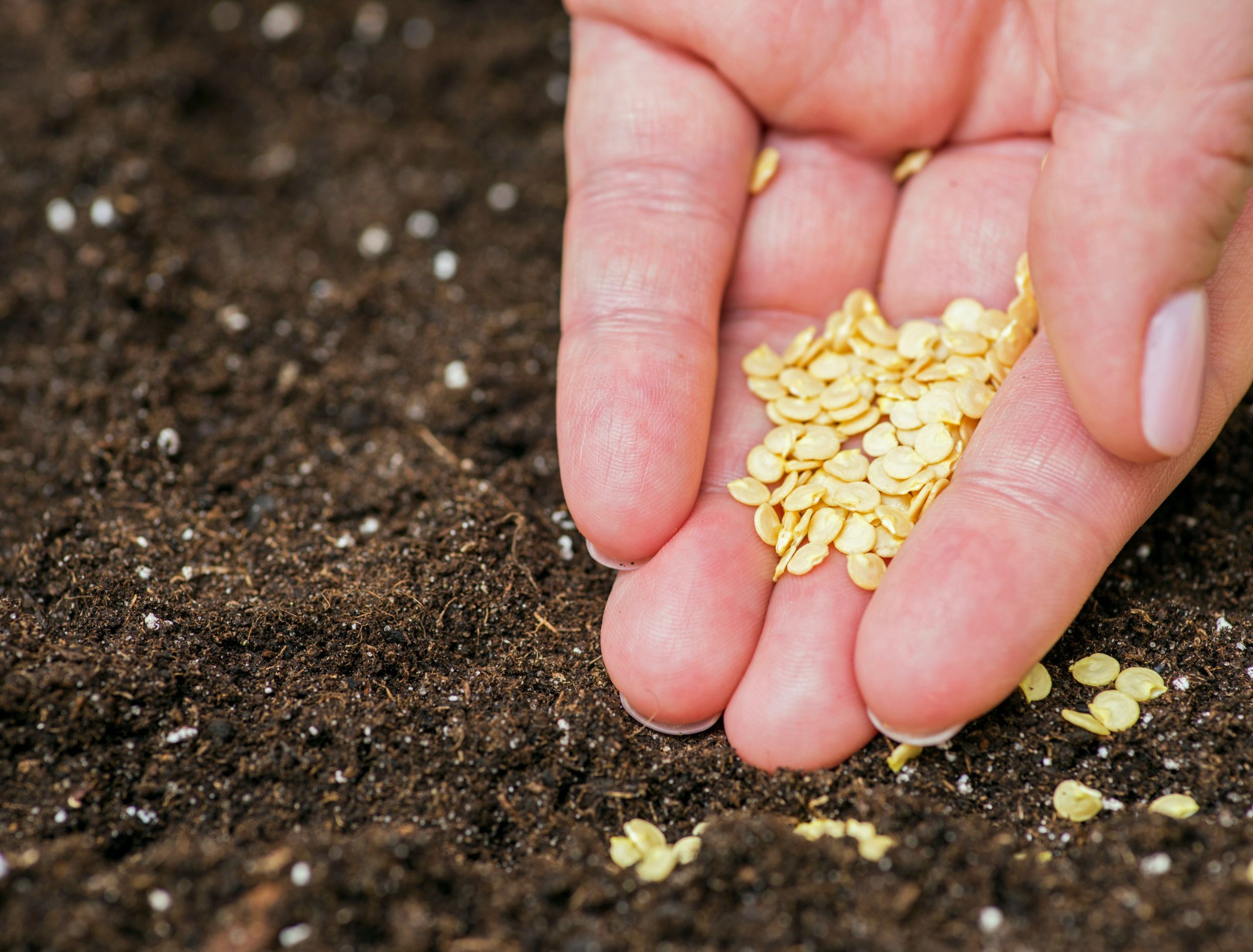 How to Grow Bell Peppers From Bell Peppers