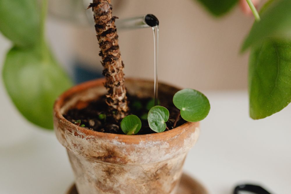 Adding water to a plant 