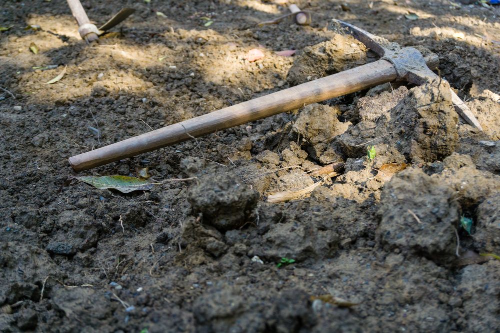 How to Use Epsom Salt to Kill Tree Roots