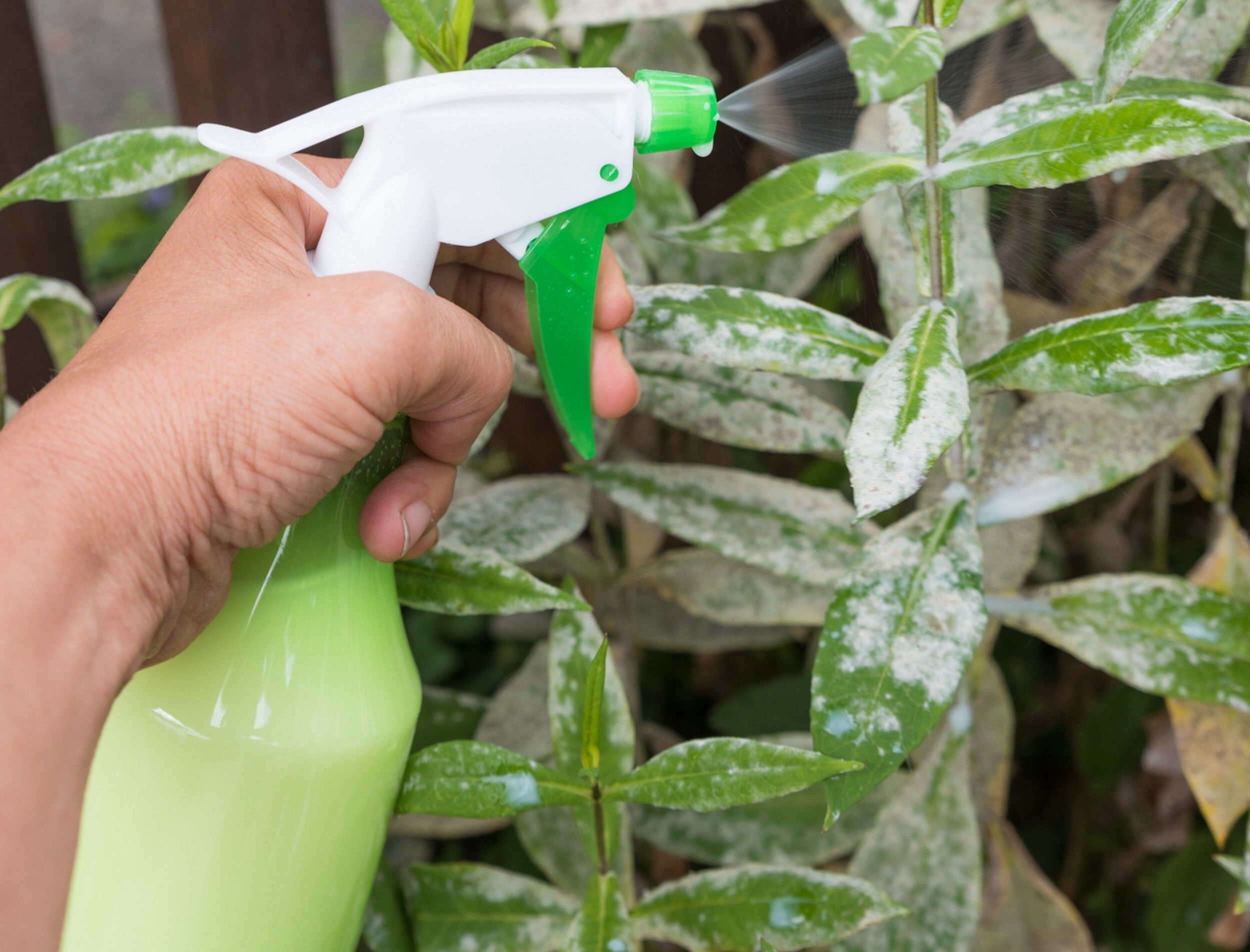 Why You Should Sprinkle Baking Soda Around Your Tomato Plants