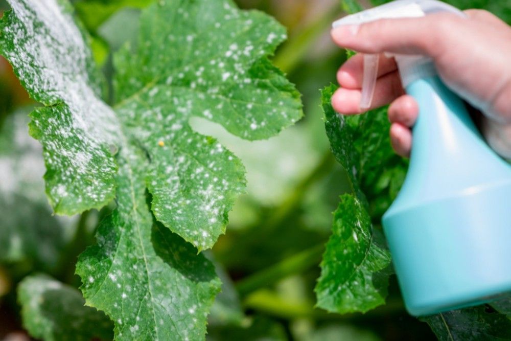 3 DIY Neem Oil Recipes For Plants