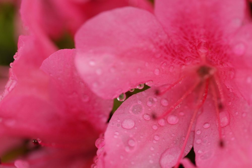 How Often to Water Azaleas