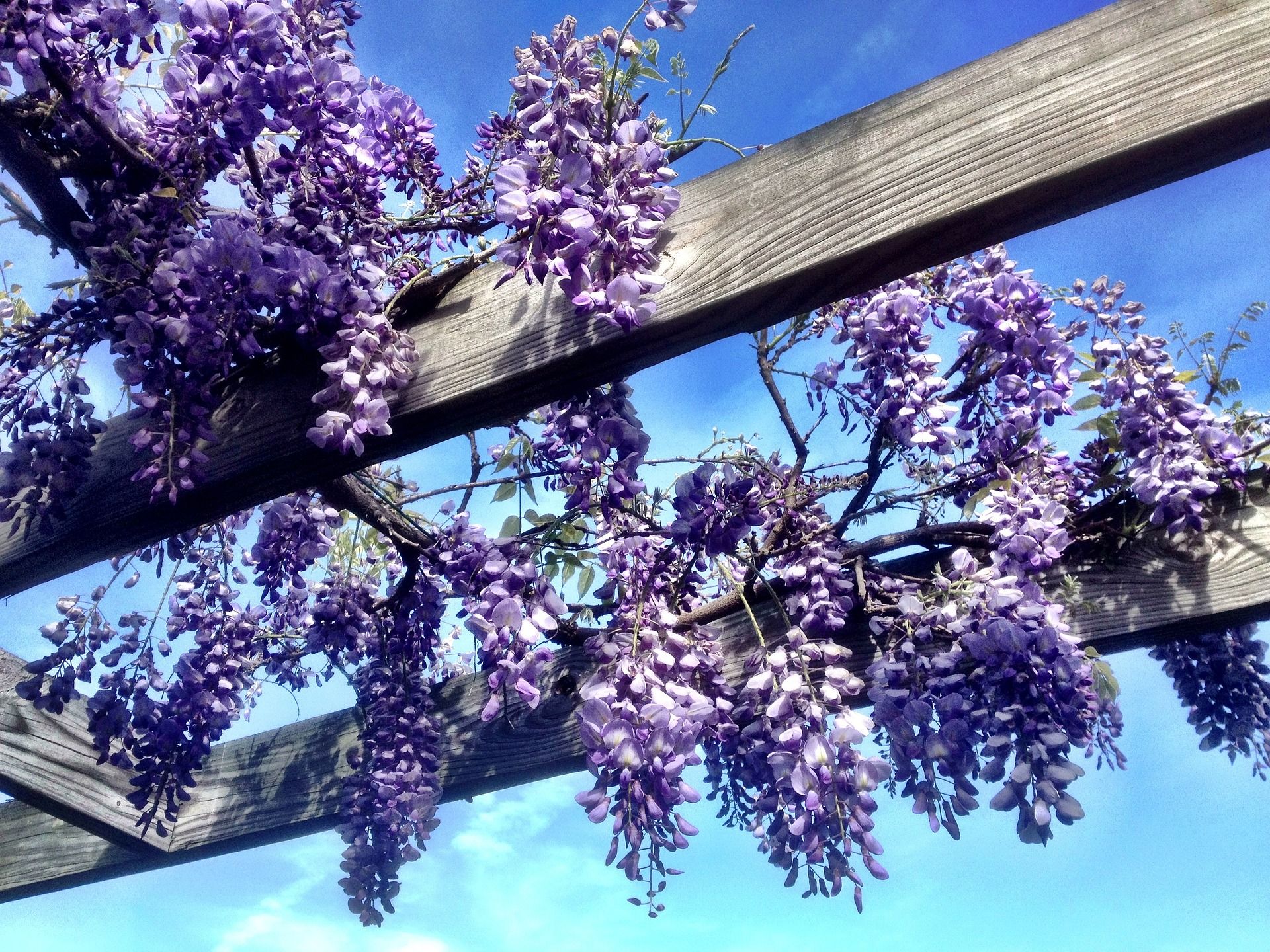 4 Tips For Growing Wisteria