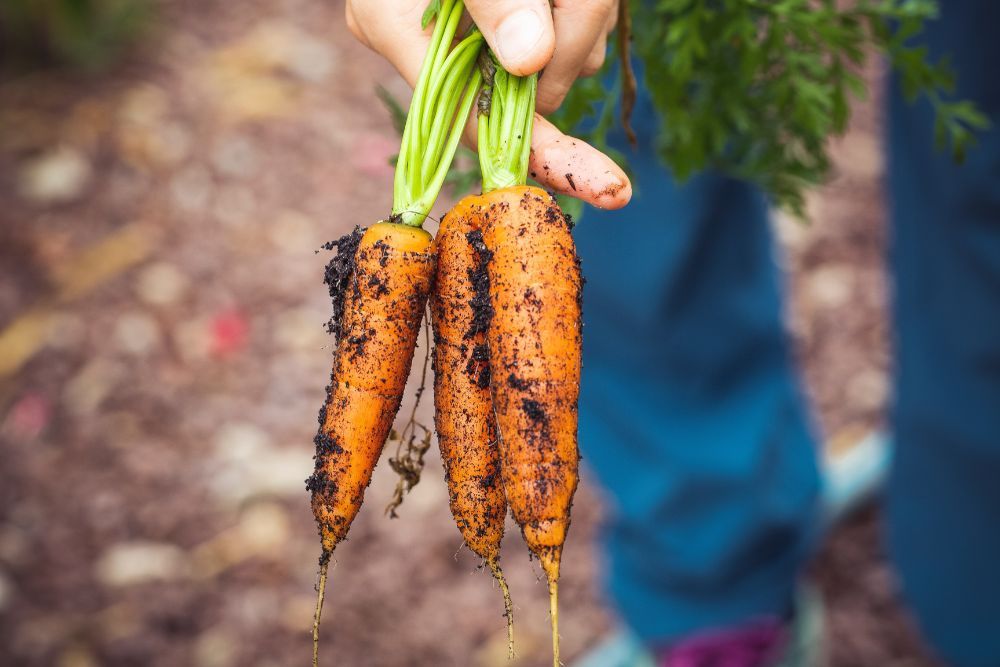 6 Best Vegetables to Grow in Bags