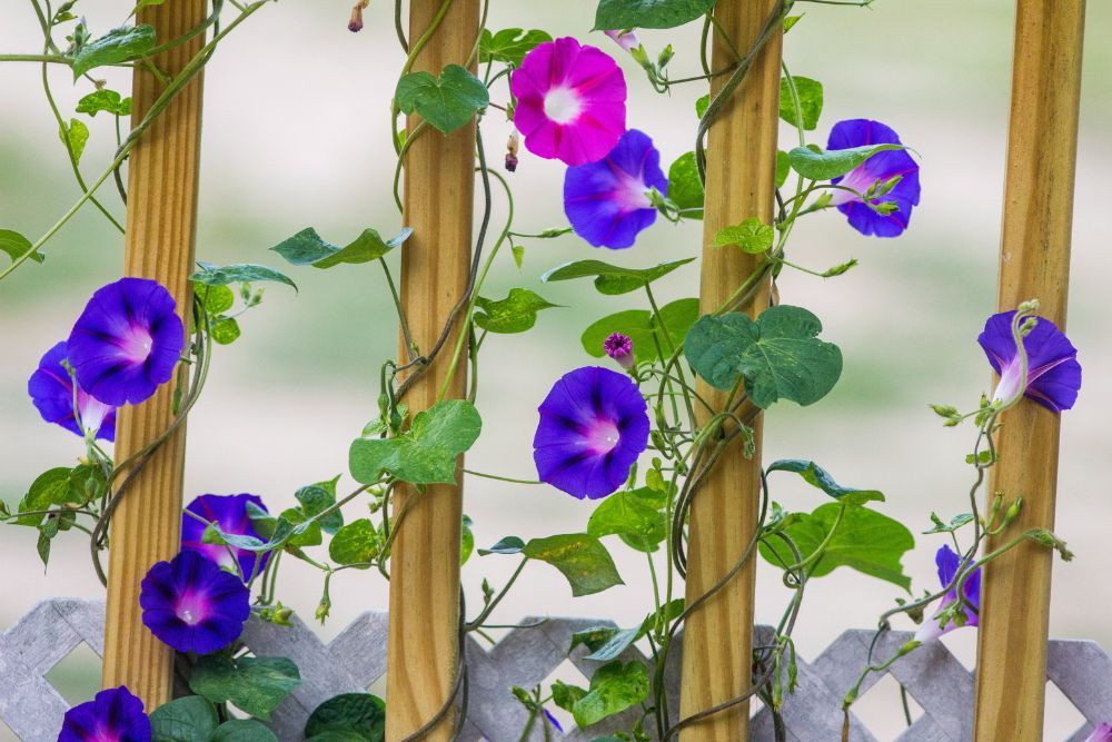 8 Tips For Growing Morning Glory in Pots