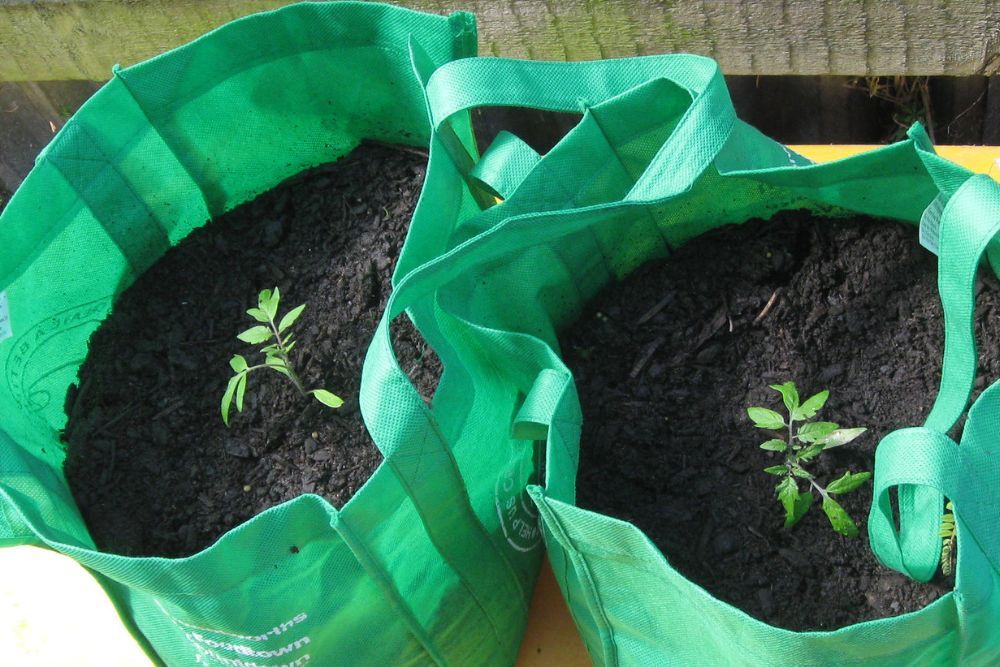6 Best Vegetables to Grow in Bags