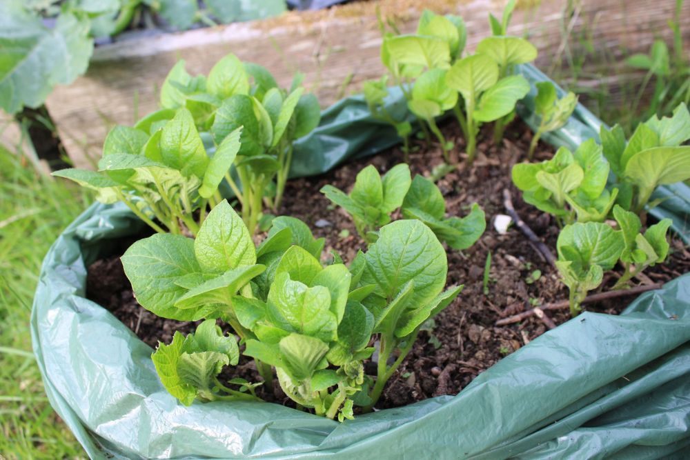 6 Best Vegetables to Grow in Bags