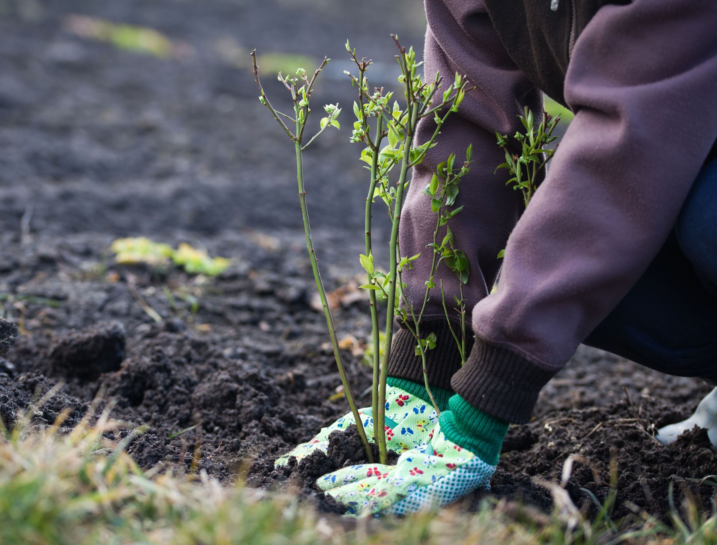 When's the Best Time to Plant Your Blueberry Bush?