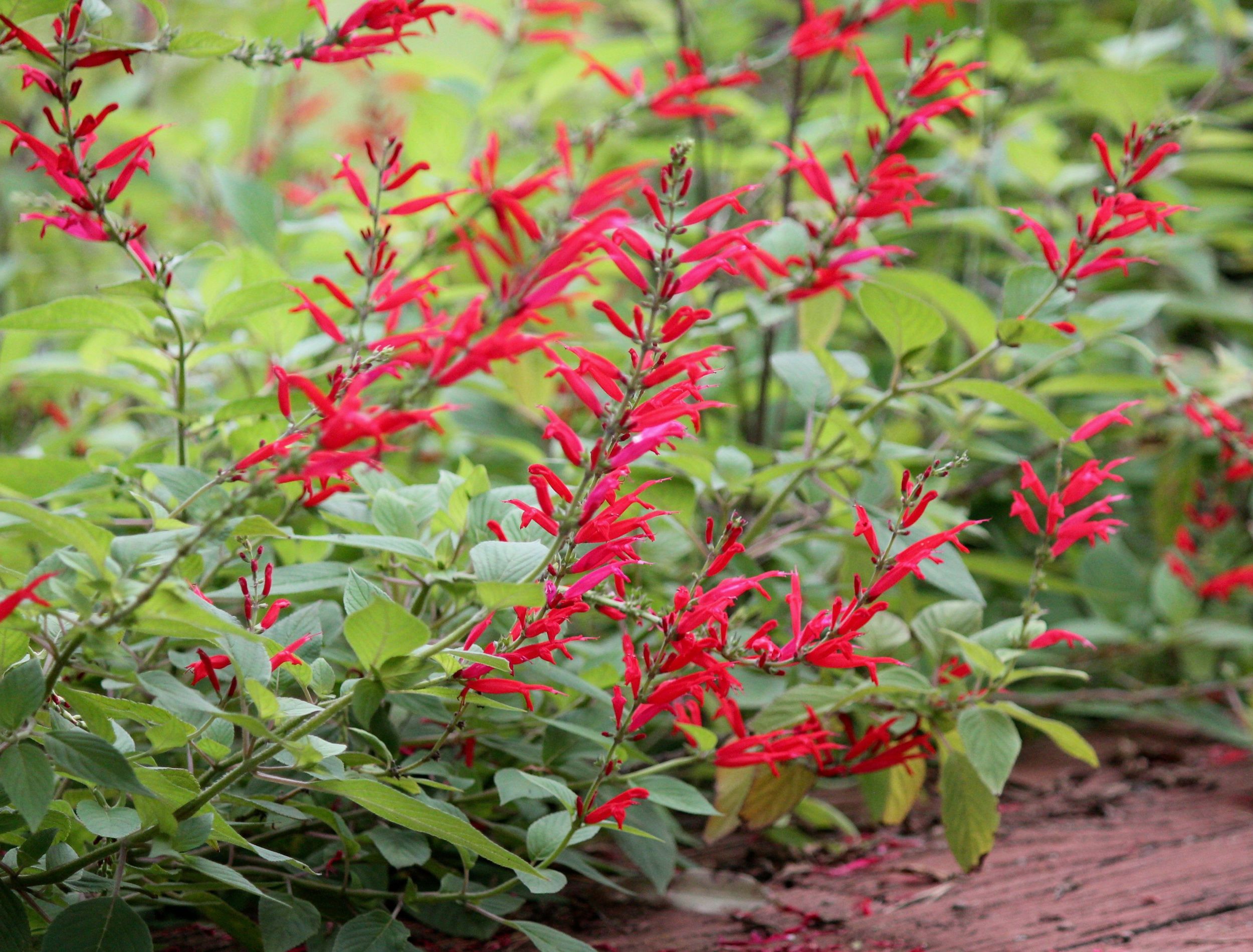 8 Long-living Perennials You Need In Your Garden