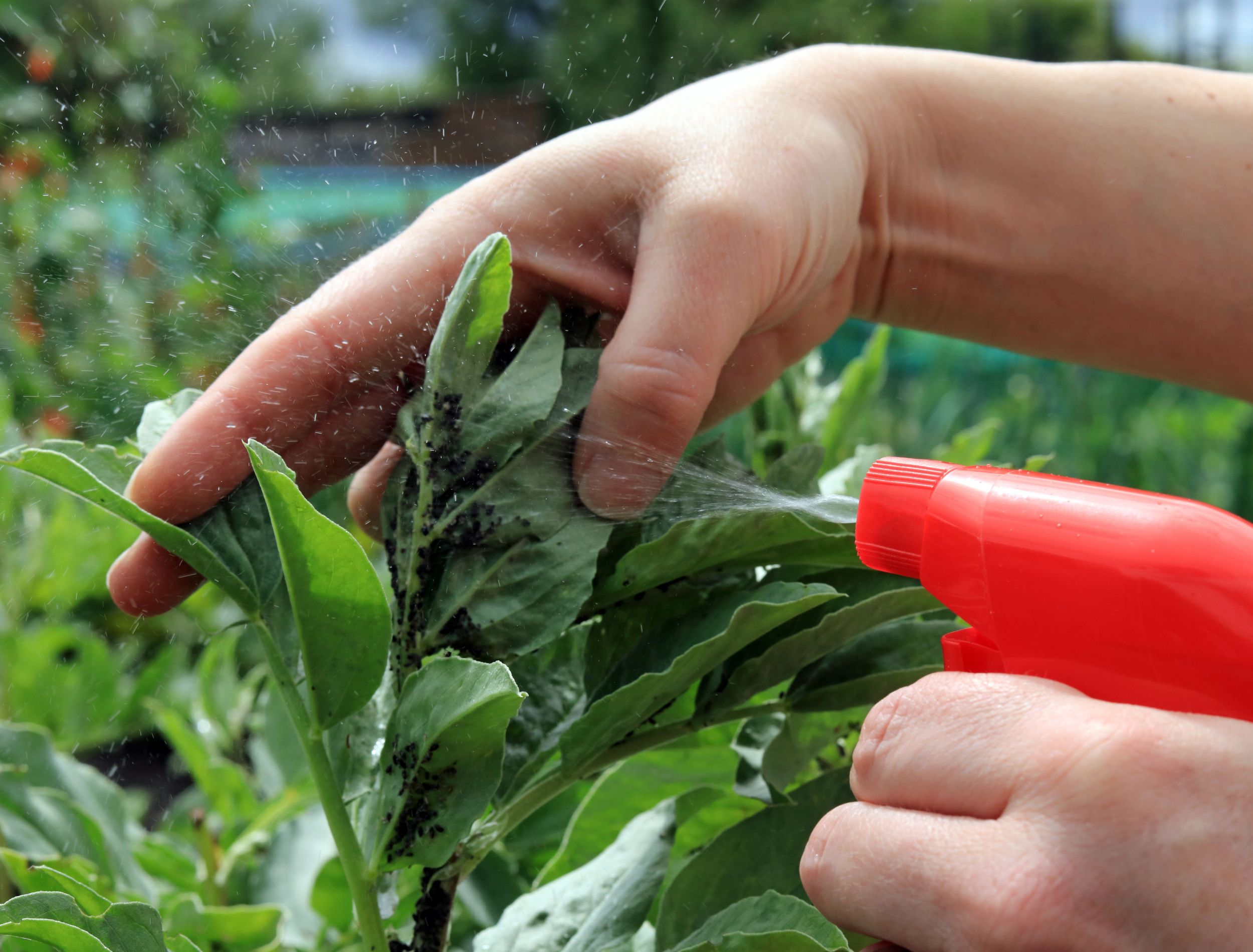 How to Use Neem Oil for Plant Pests