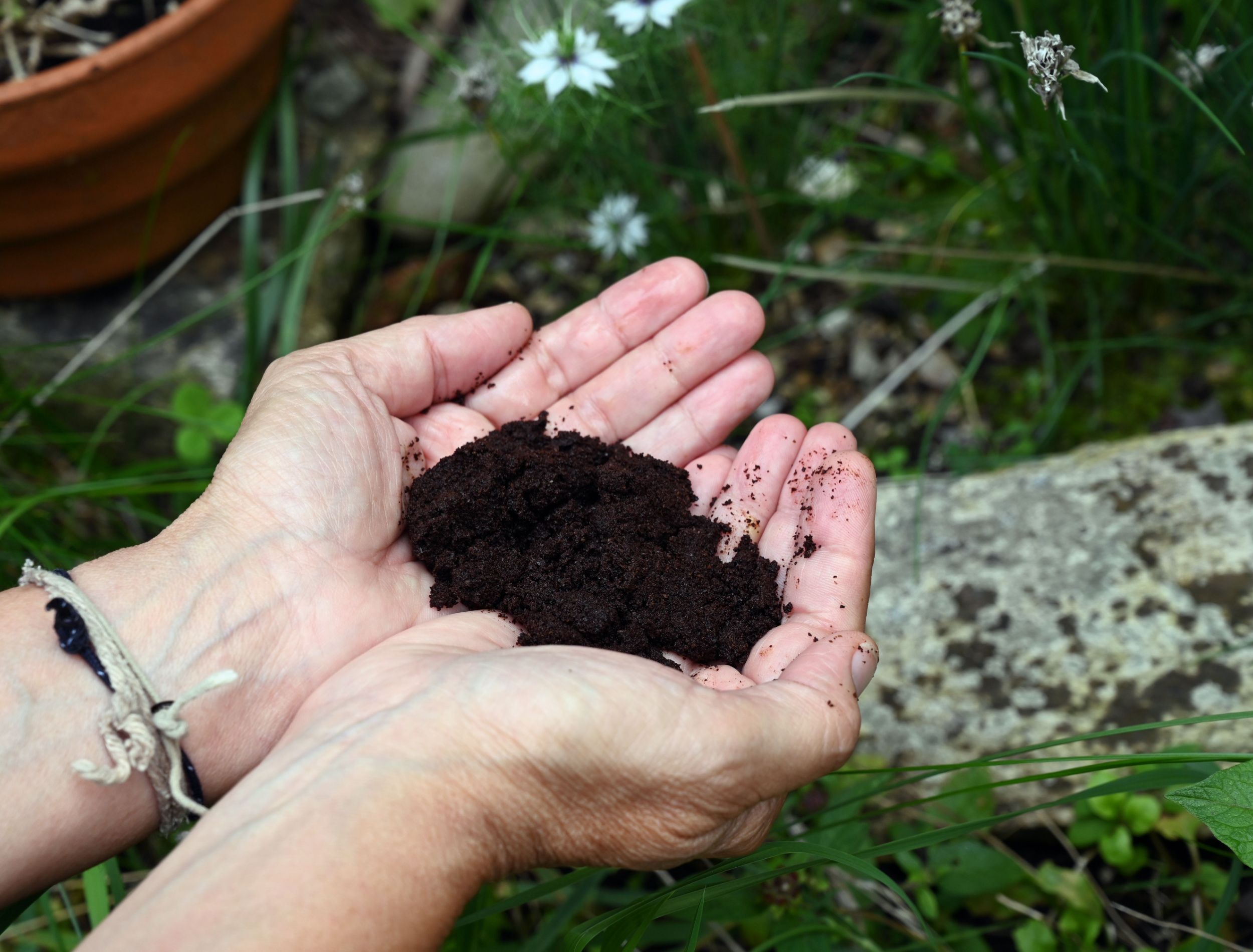 A pair of hands holding dark compost with coffee grounds, good for squash plants