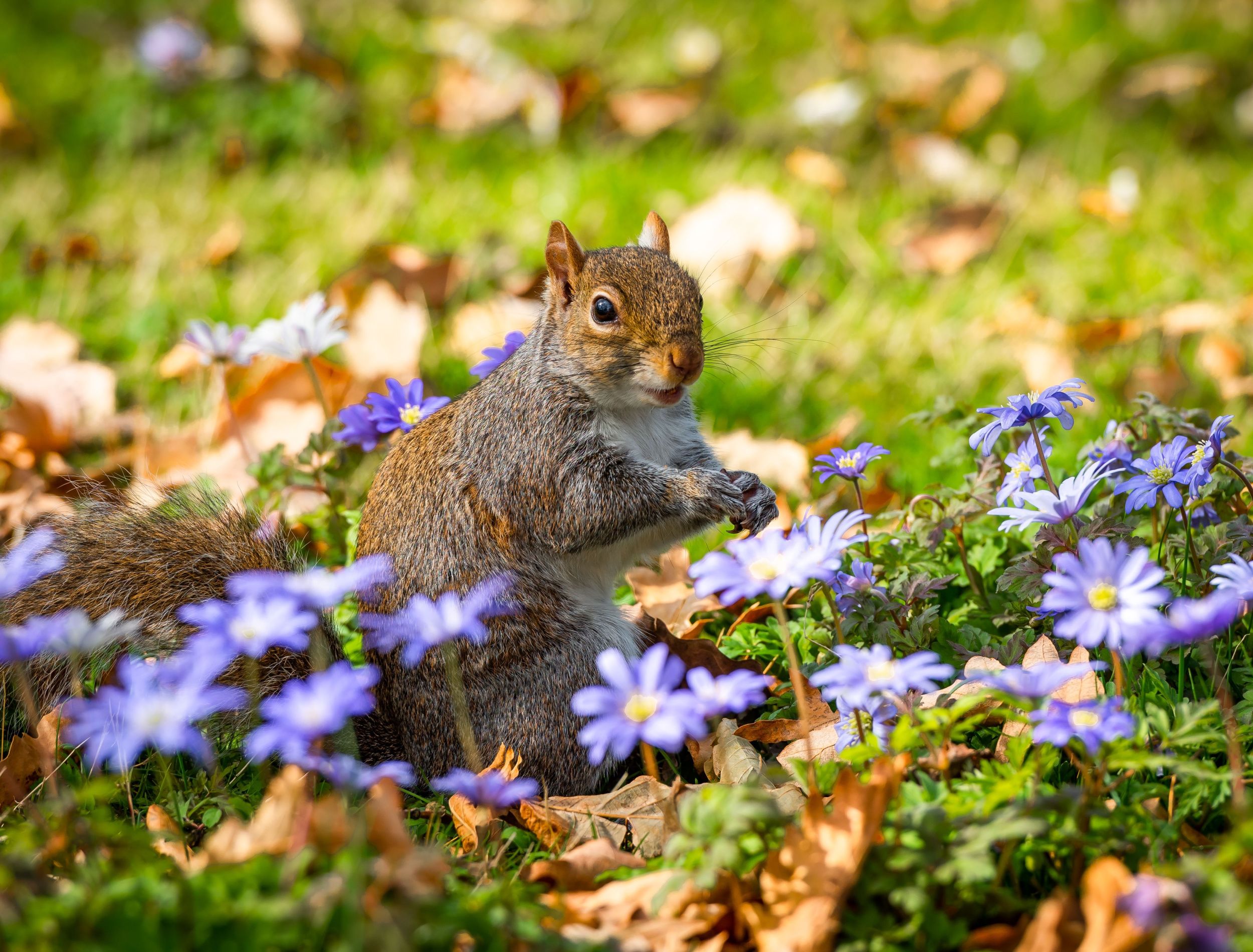 how-to-keep-squirrels-out-of-your-yard-and-garden