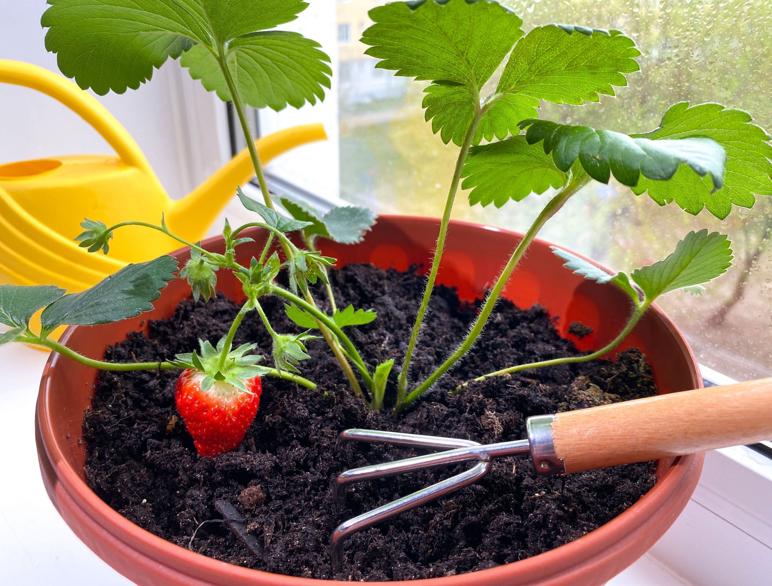 8 Tips For Growing Strawberries Indoors   Shutterstock 2155782429 