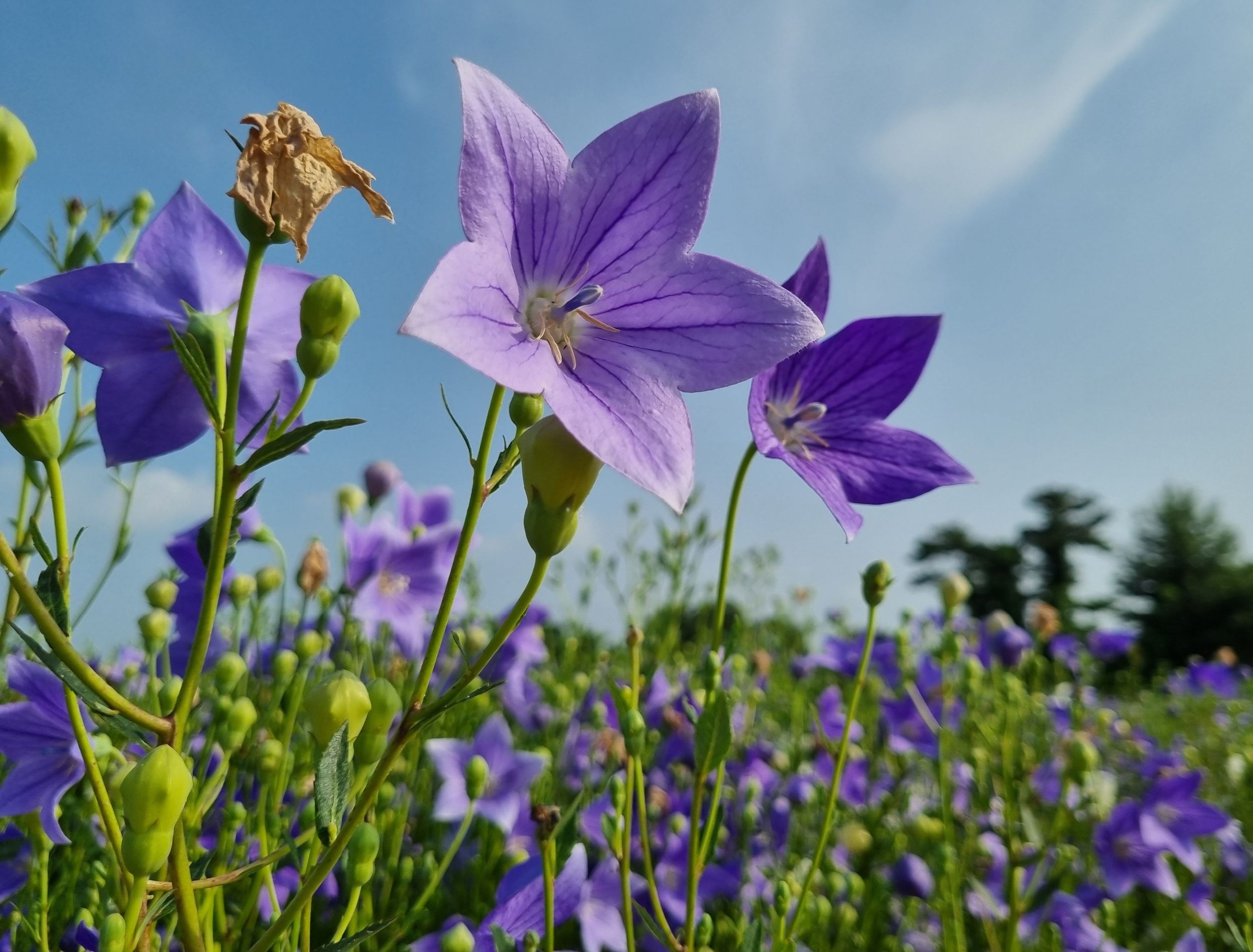 8 Long-Living Perennials You Need in Your Garden