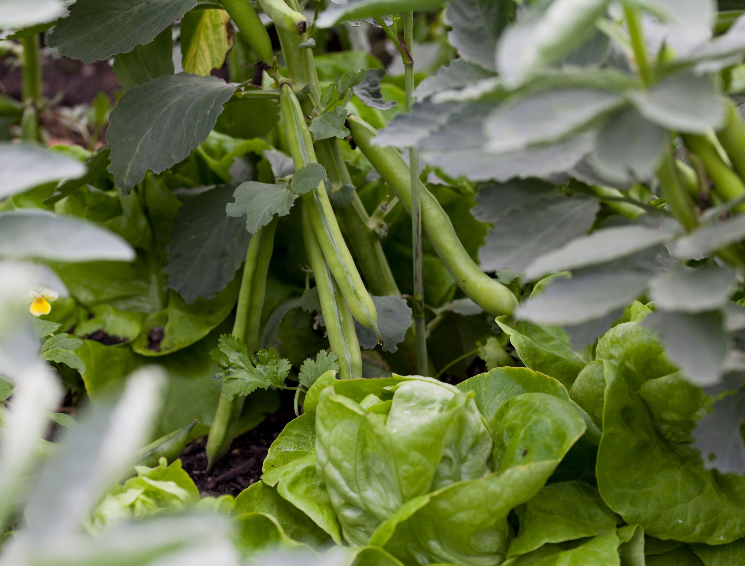 7 Best Companion Plants for Lettuce