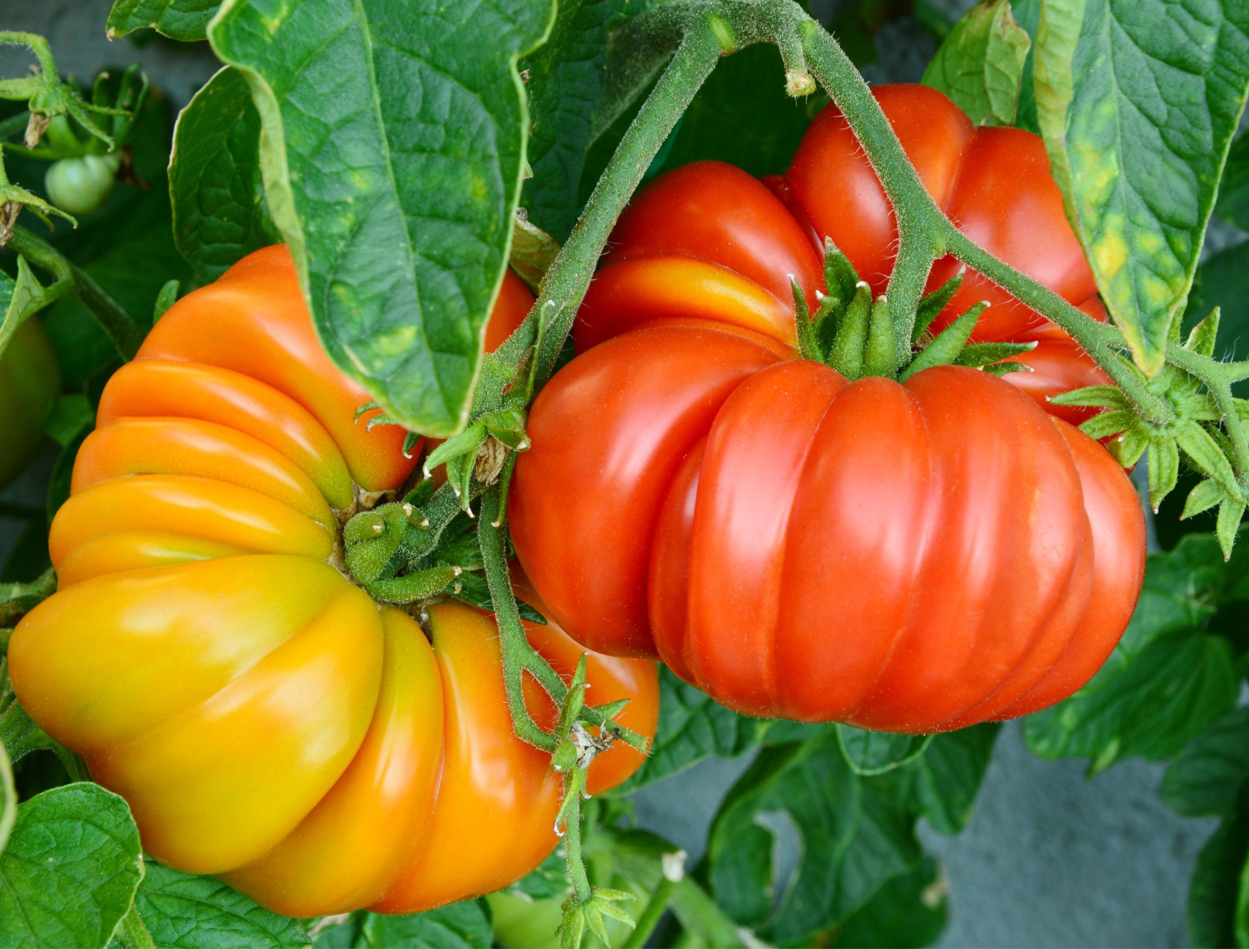 9 Tips For Growing Heirloom Tomatoes