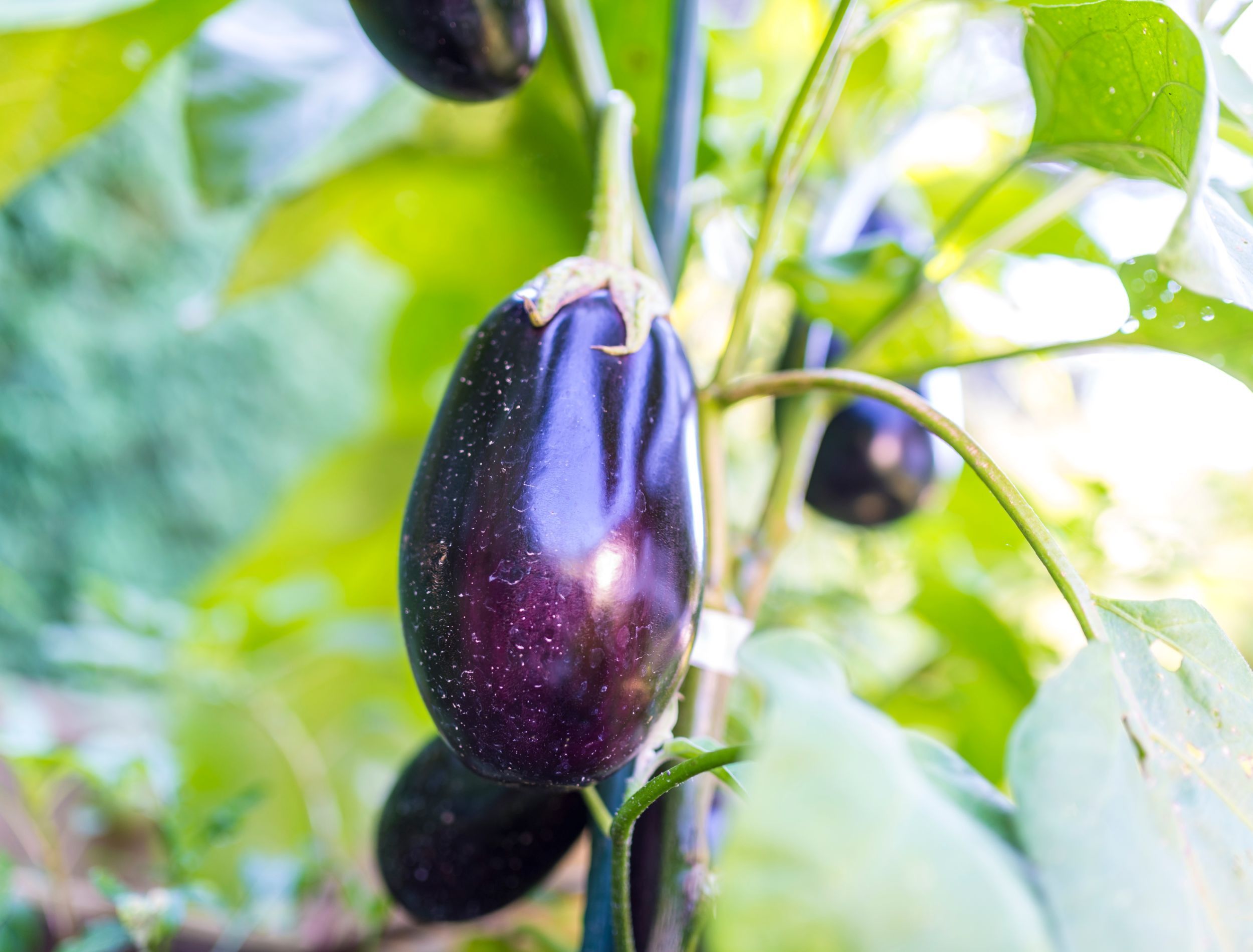 6 Tips For Growing Eggplant in Your Garden