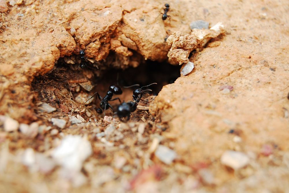 How to Use Diatomaceous Earth to Kill Ants in Your Garden