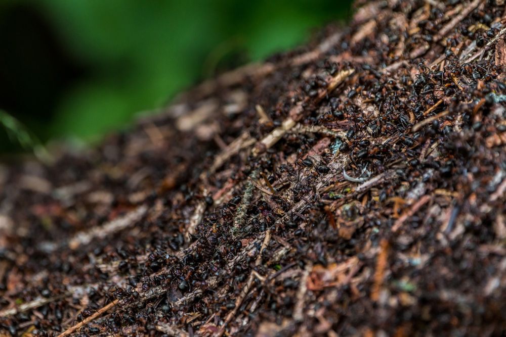 How to Get Rid of Ant Hills in Your Yard or Garden