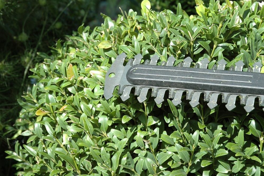 When to Prune Boxwood Shrubs