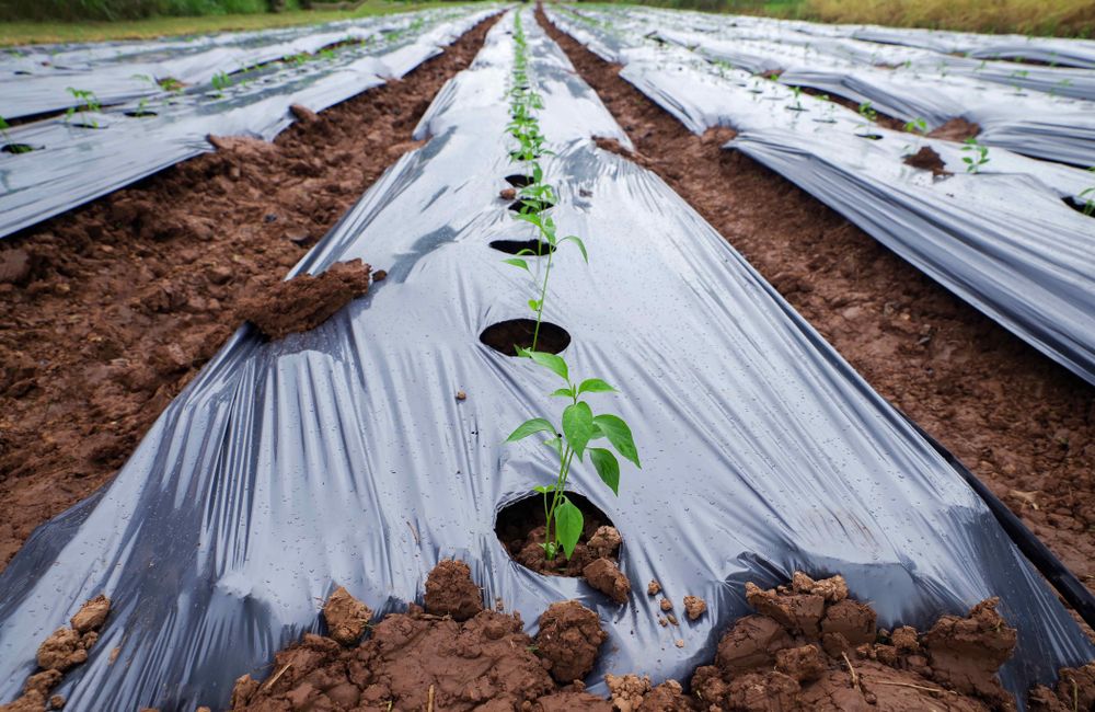 The Best Mulch for Your Squash Plants