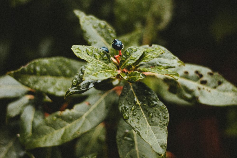 How to Properly Water Your Blueberry Bushes