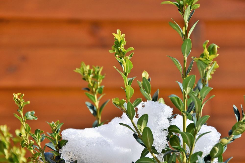 How to Properly Prune Boxwood Shrubs