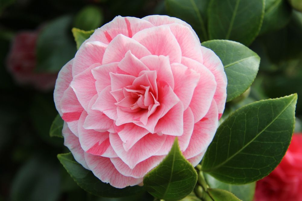 7 Tips for Growing Camellias in Your Landscape