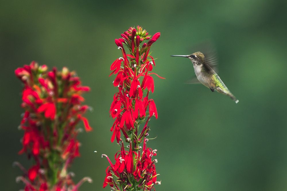 6 Best Plants For a Pollinator Garden