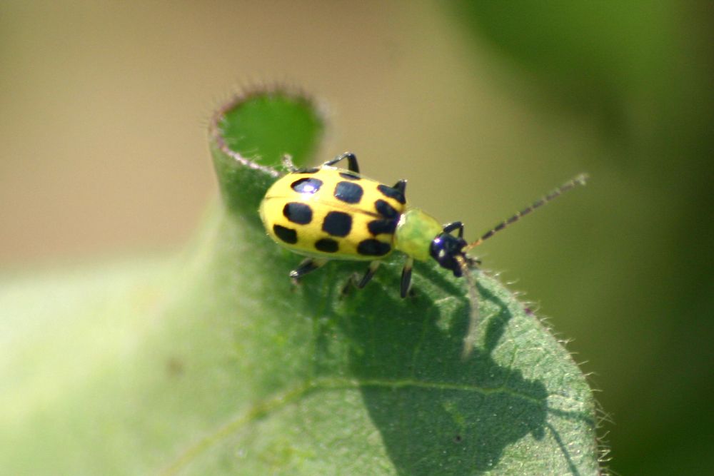 6 Plants That Repel Cucumber Beetles