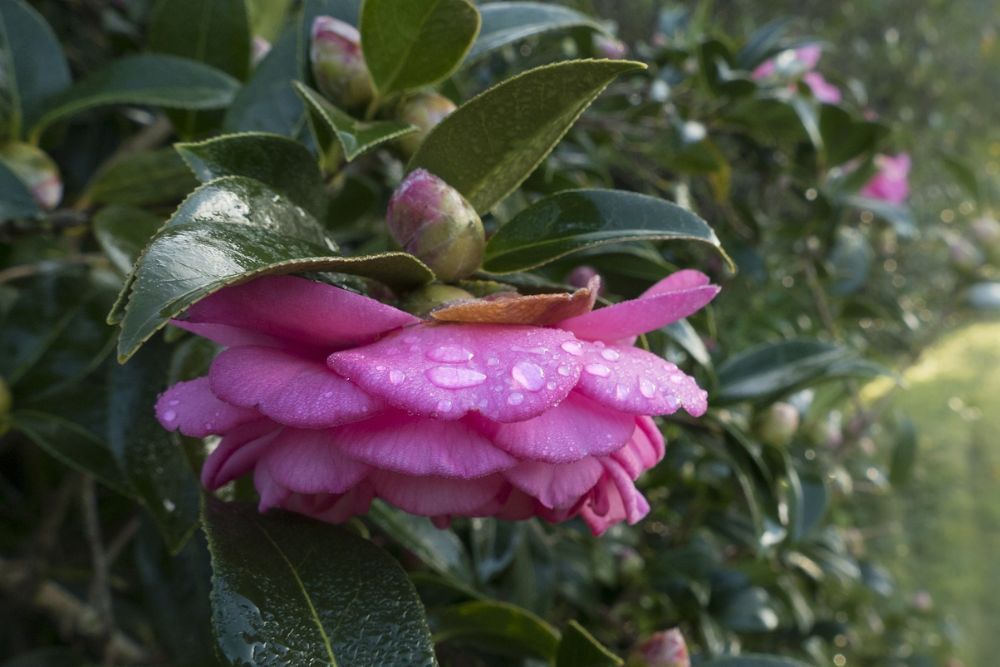 7 Tips for Growing Camellias in Your Landscape