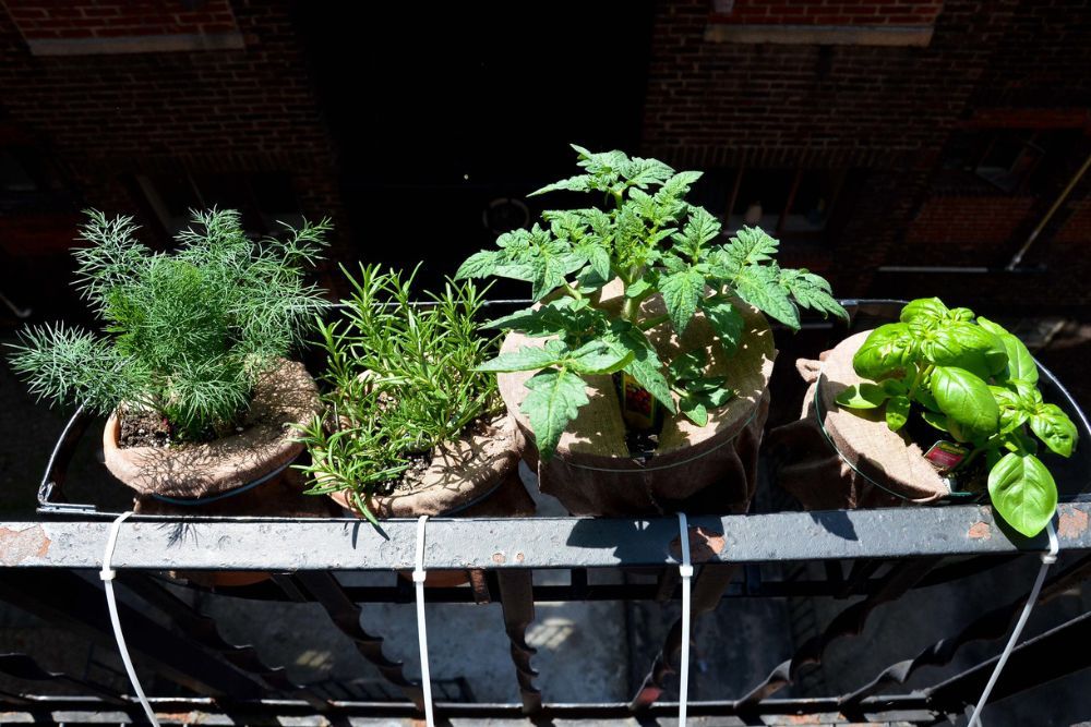 11 Tips For Growing Dill in Your Herb Garden