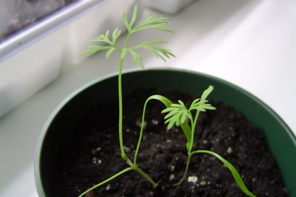 11 Tips For Growing Dill in Your Herb Garden