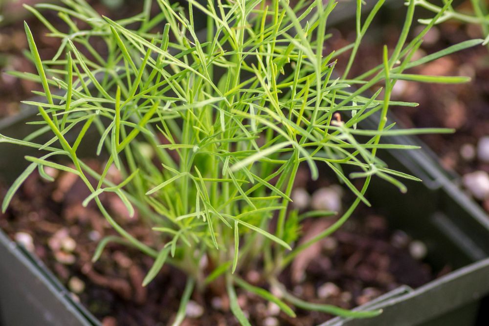 11 Tips For Growing Dill in Your Herb Garden