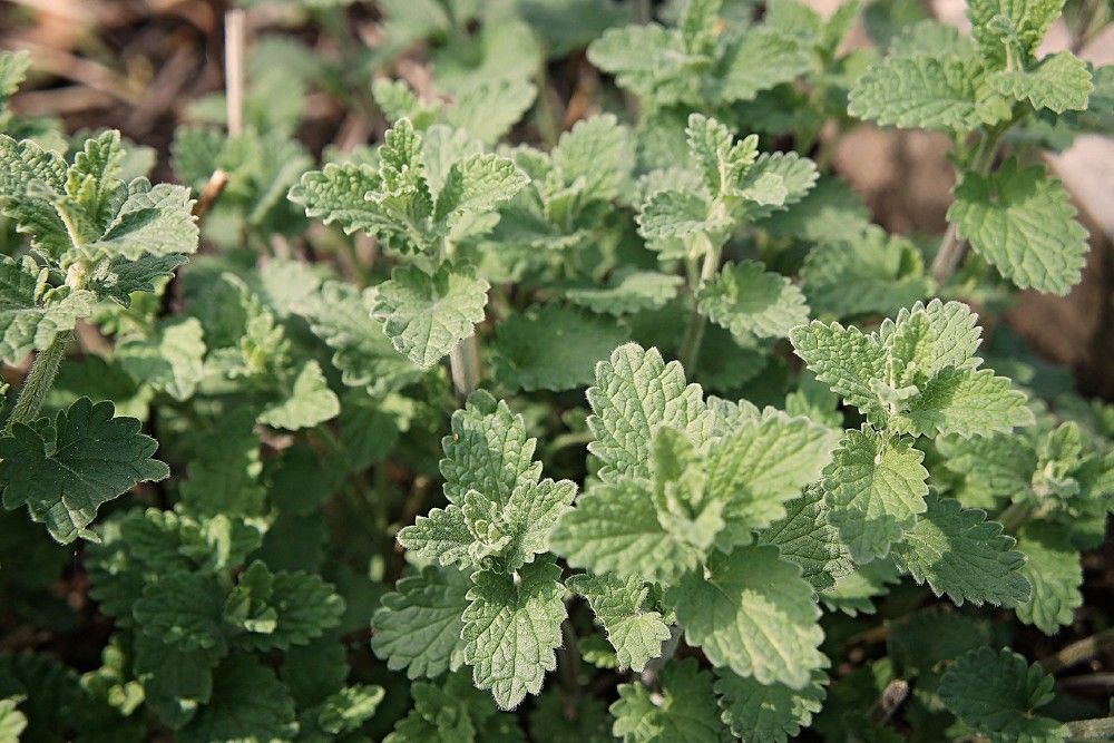 5 Plants That Repel Squash Bugs