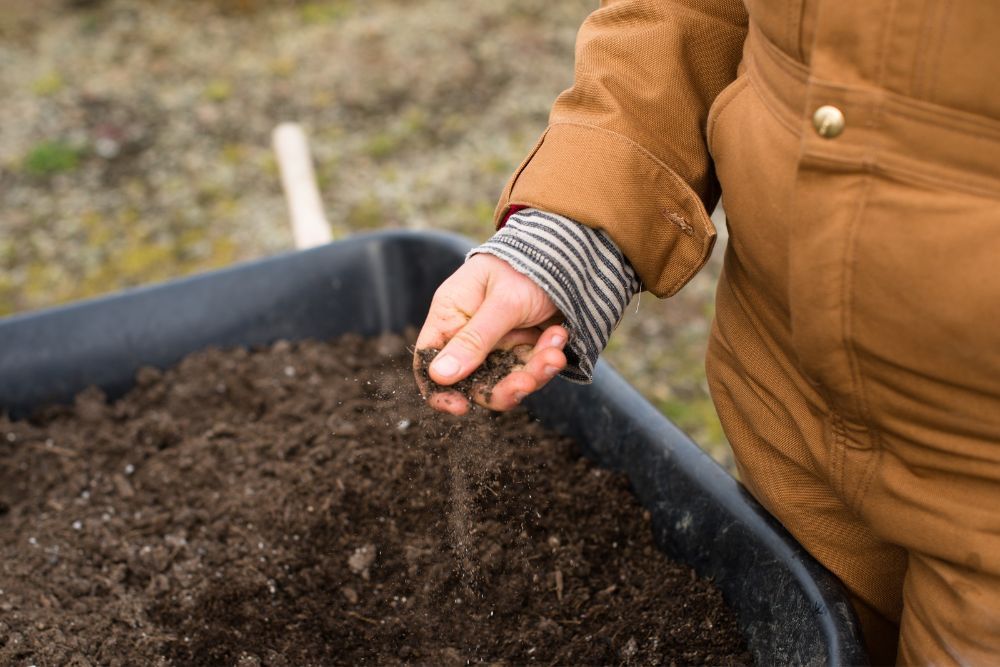 Gardener holding soil in her hand above a wheelbarrow