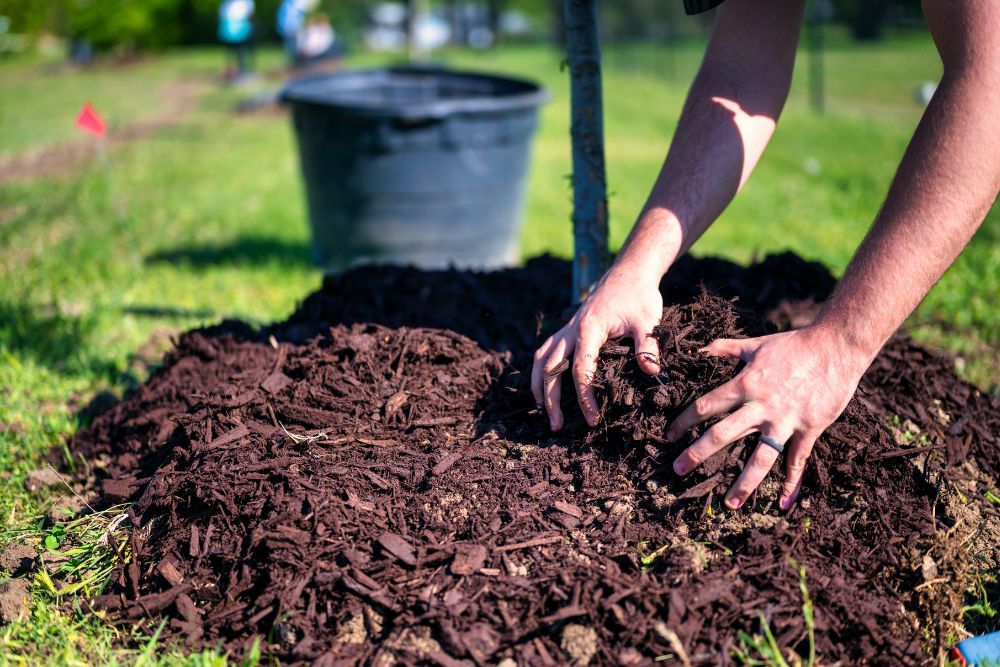 The Best Mulch For Your Cucumber Plants