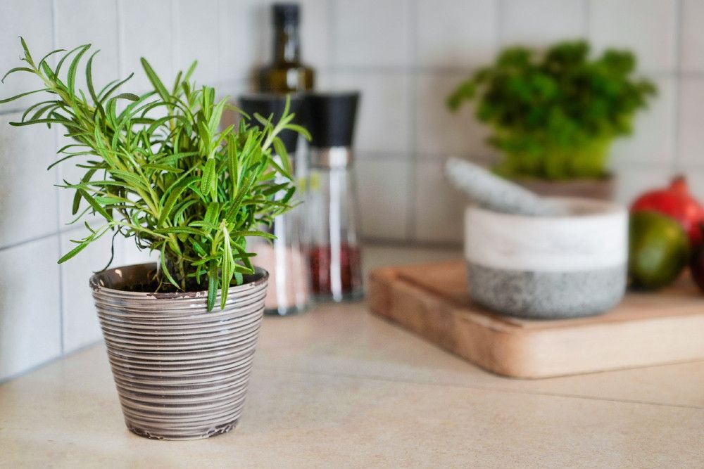 How Often Should You Water Your Rosemary Plants?