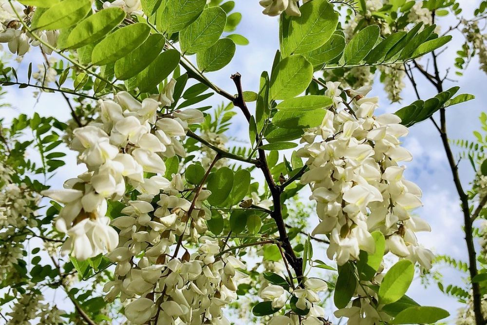 6 Best FastGrowing Flowering Trees For Your Landscape