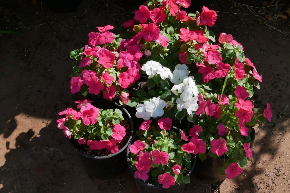 6 Best Flowers For Pots in Shade