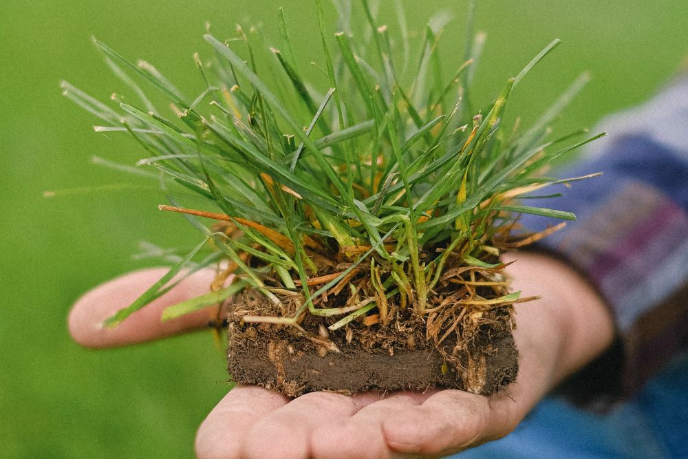 3 Reasons to Use Lime on Your Lawn