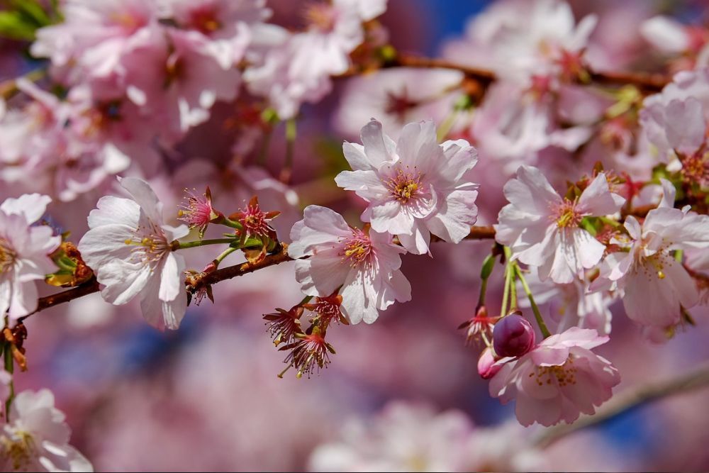 6 Best Fast-Growing Flowering Trees For Your Landscape