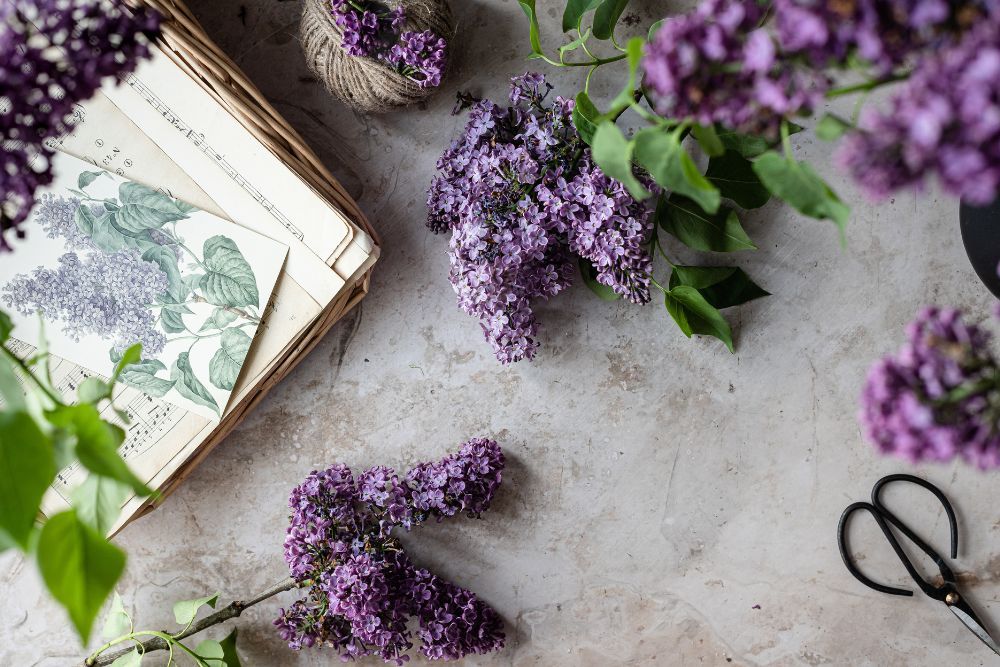 How to Propagate Lilacs From Cuttings