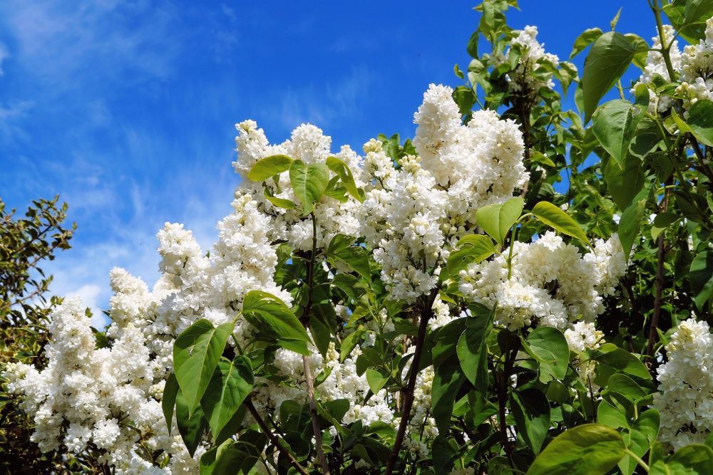 6 Tips for Growing Lilac Bushes in Your Landscape