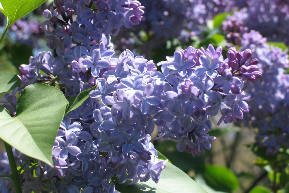 How to Properly Prune Your Lilacs