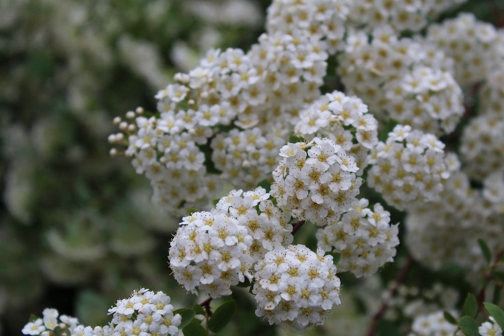 Guide To Caring For Your Spirea Bush in Winter