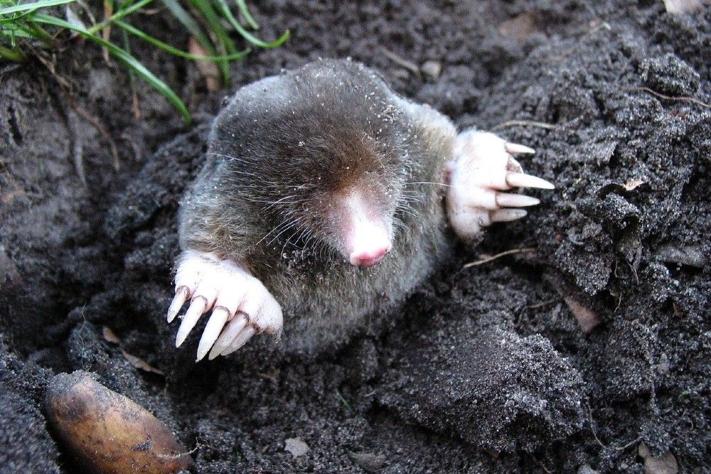 Ways to Repel Moles From Your Yard