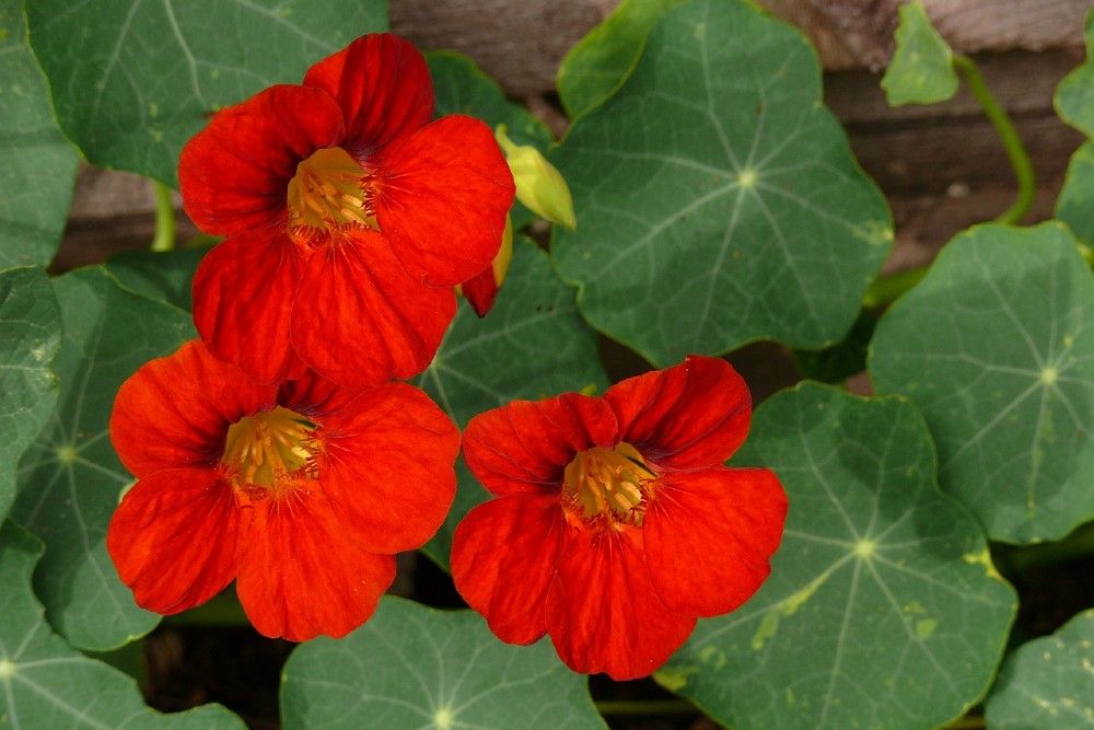 5 Plants That Repel Squash Bugs