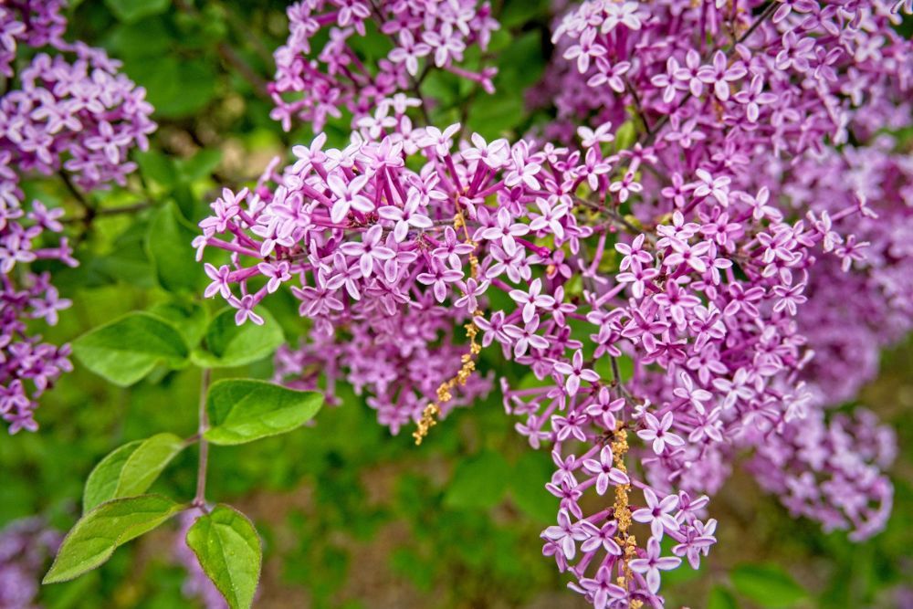 6 Lilac Varieties Perfect For Your Landscape