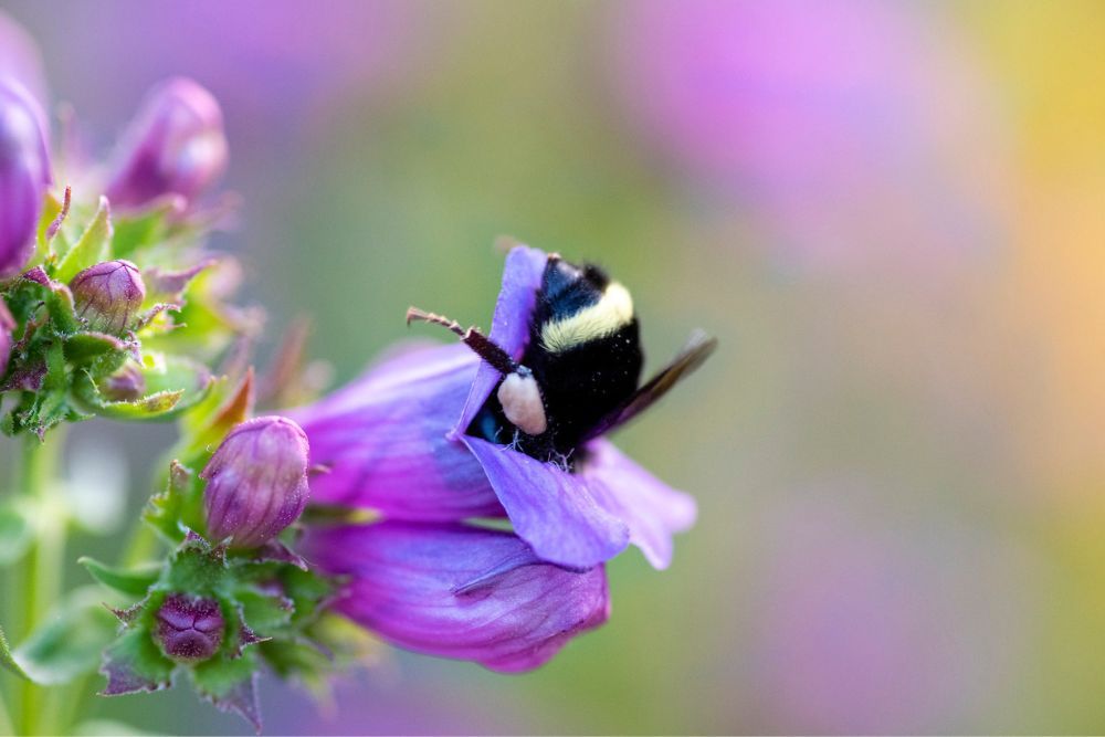 6 Best Plants For a Pollinator Garden